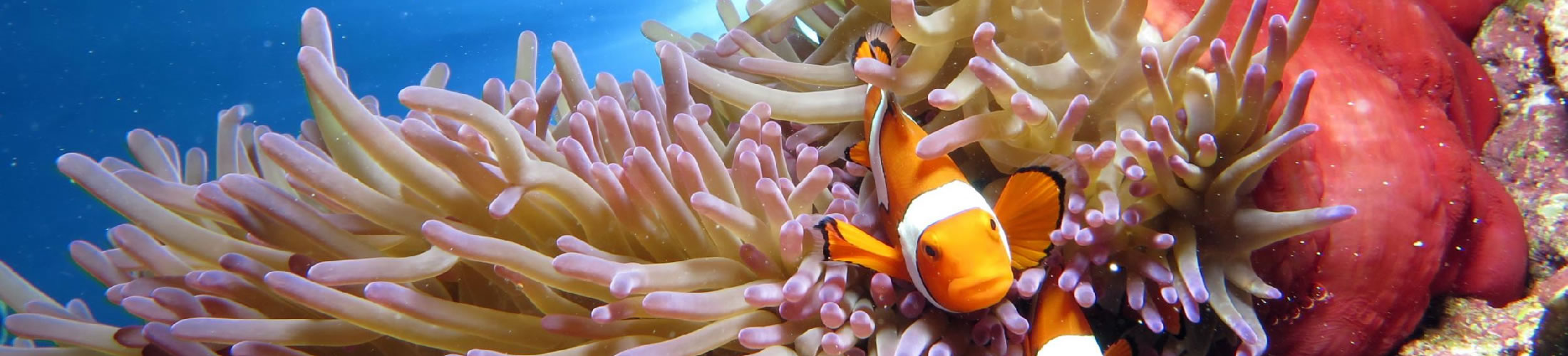 Clownfish with anemone