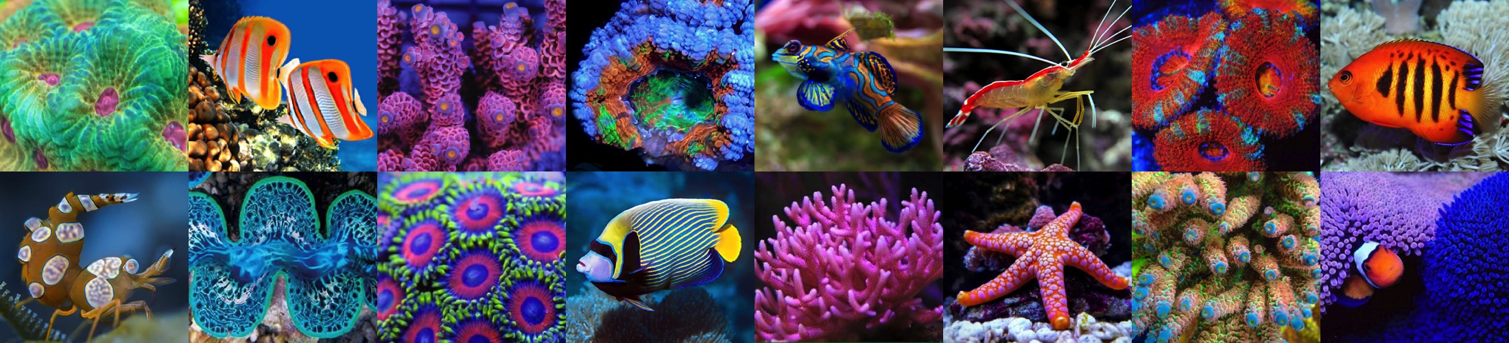wholesale reeffish center