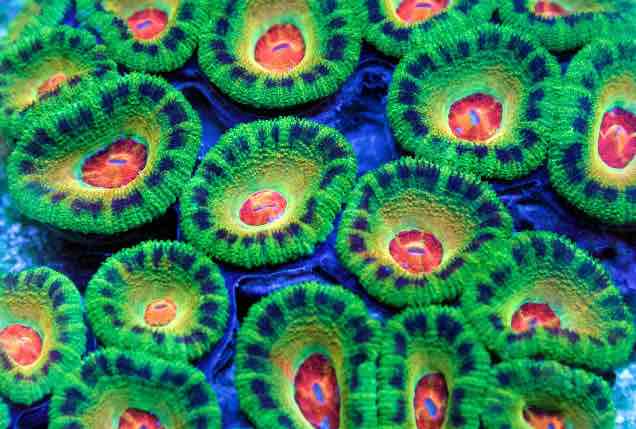 wholesale corals