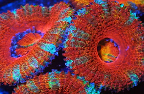 corals
