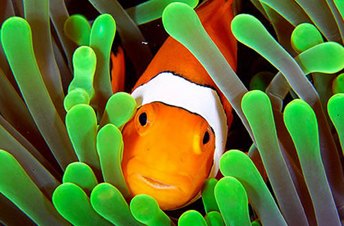 marine fish